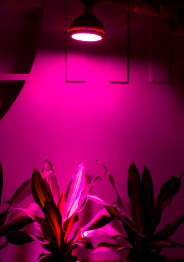 LED растет свет
